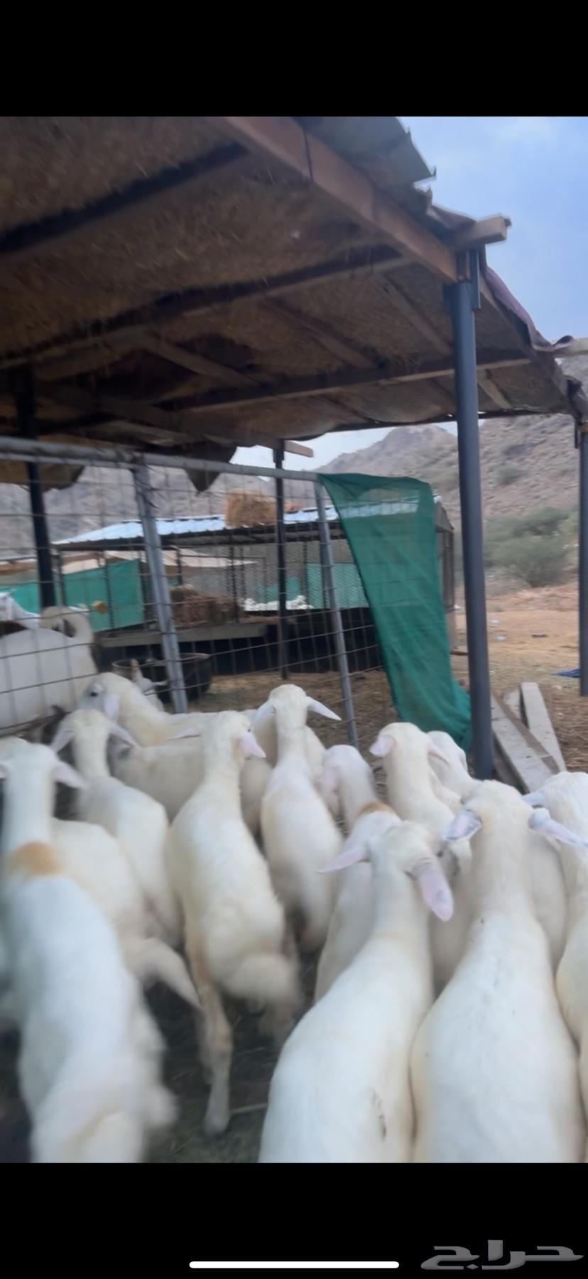 20 بهم تربية64491143426306111