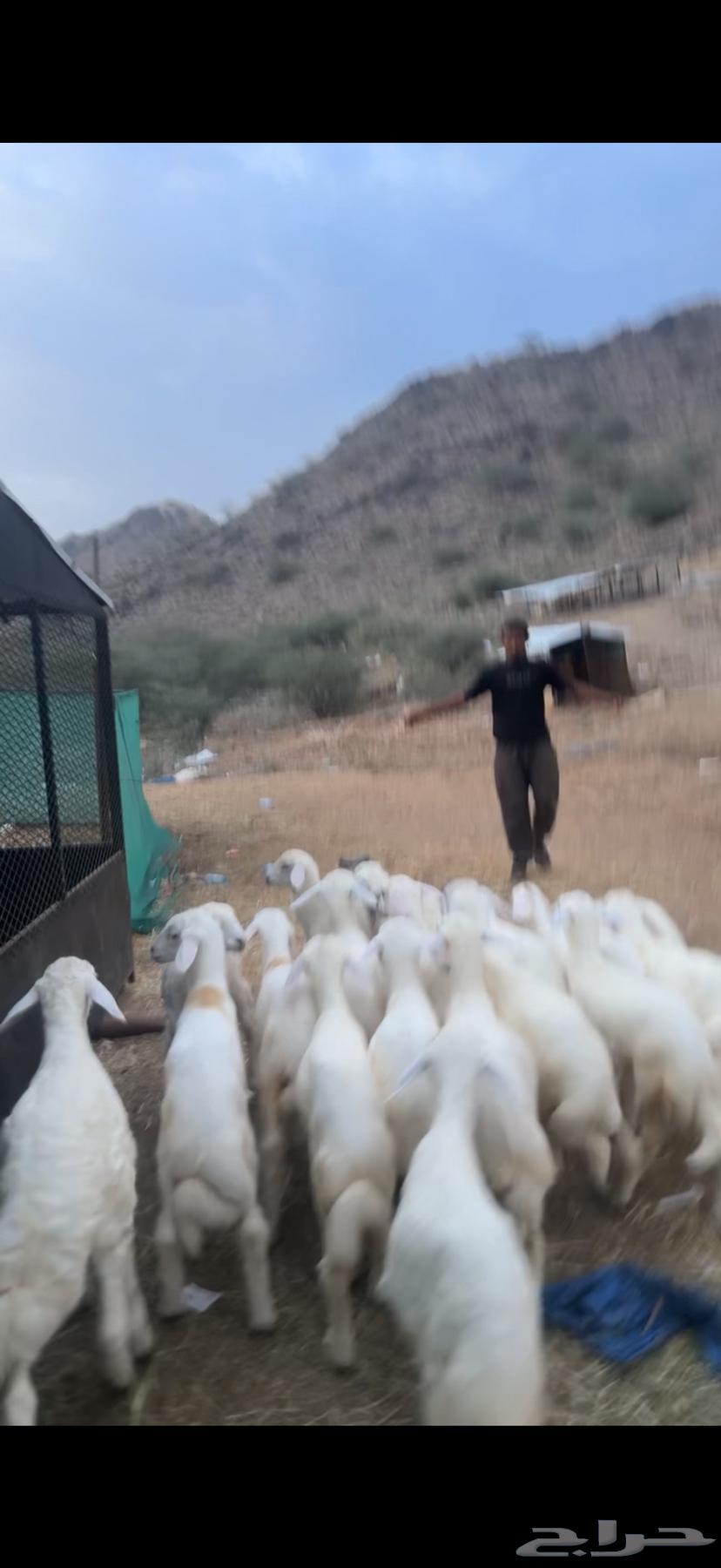 20 بهم تربية64491143426306114