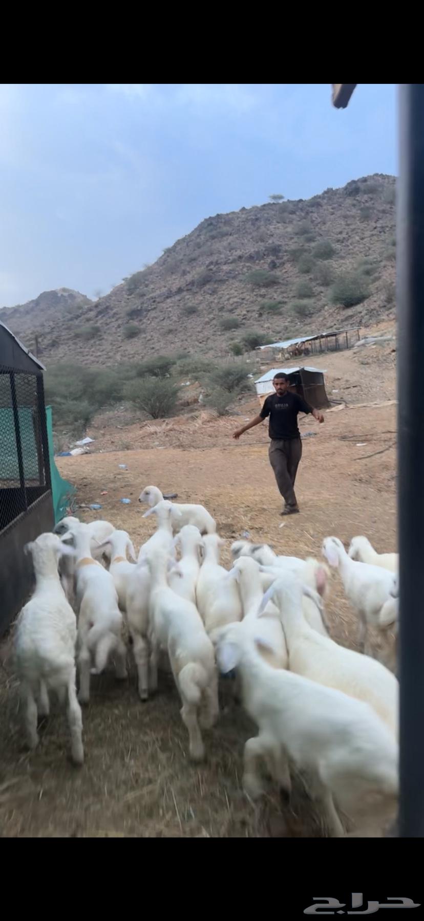 20 بهم تربية64491143426306113