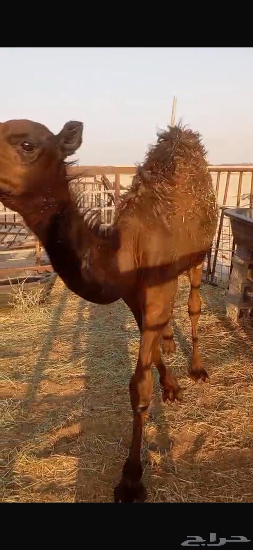 Seating64488034864002113