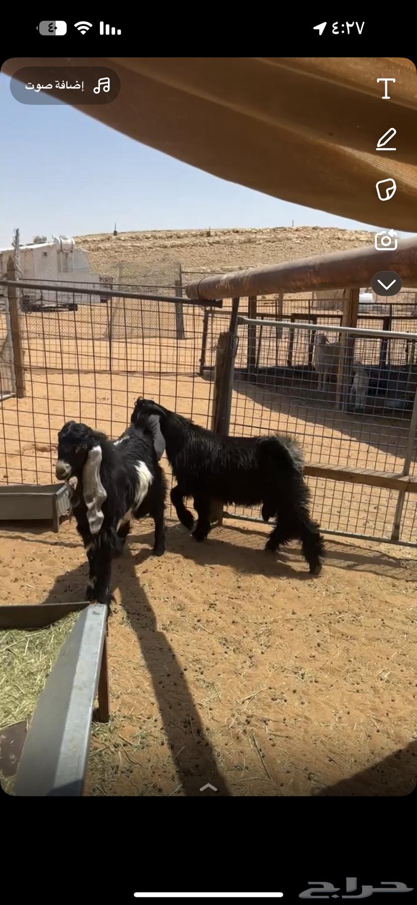 تيوس مغلقه شرط العمار 7 او 6 اشهر الموقع المزاحميه64491085233411110