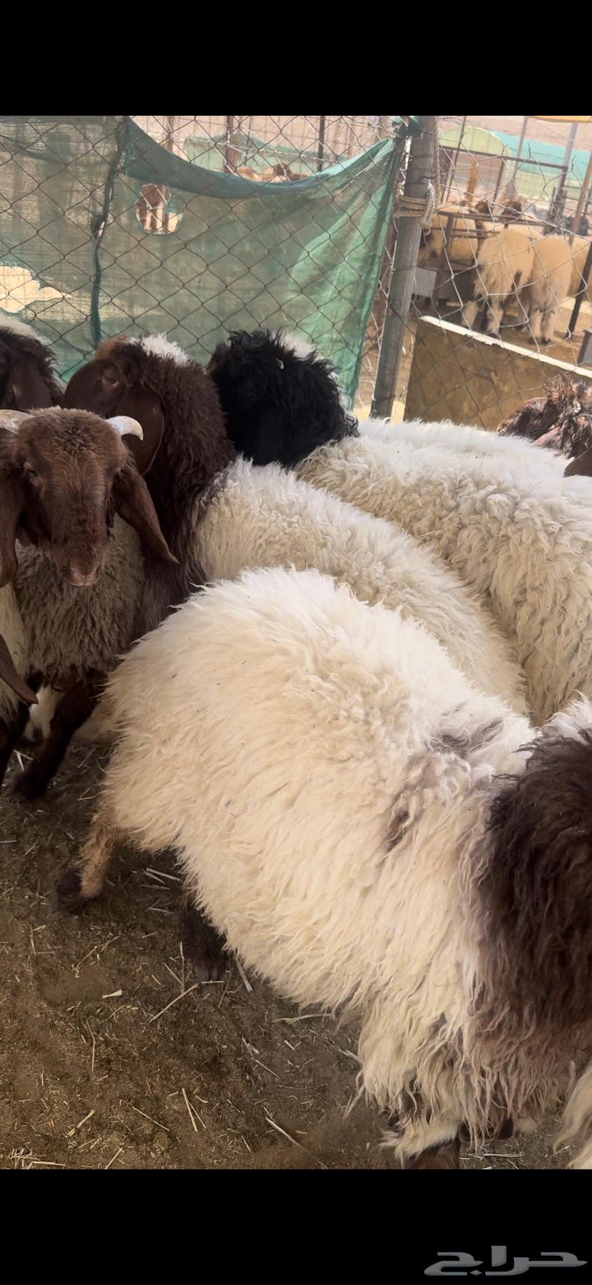 للبيع بهم نعيم جمله وتفريد64493368064899110