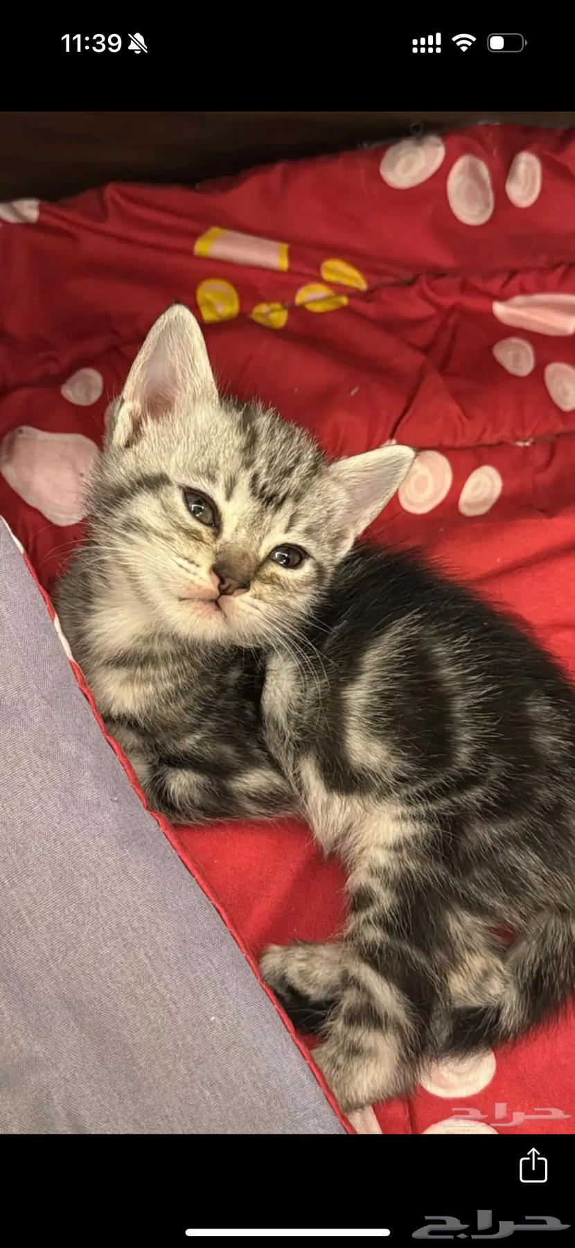 قطط للبيع64488671839491111