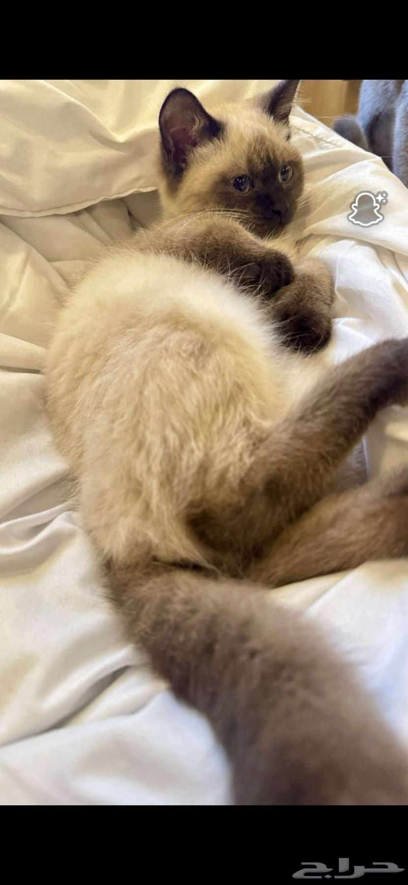 نوع القطوه الام سكوتش الاب سيامي العمر 4 شهور و 13 يوم64489793347971111