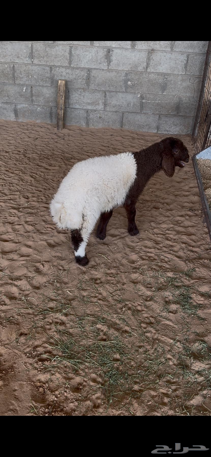 رخل نعيمي(تم البيع)64488090690306110