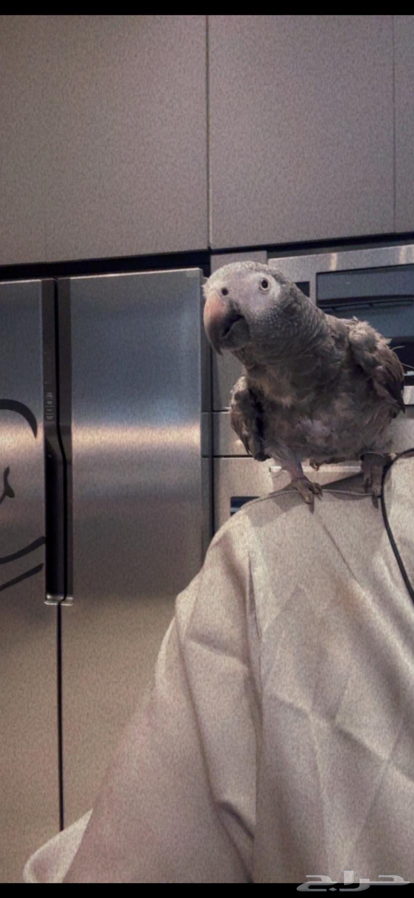ببغاء للبيع64486938180609110