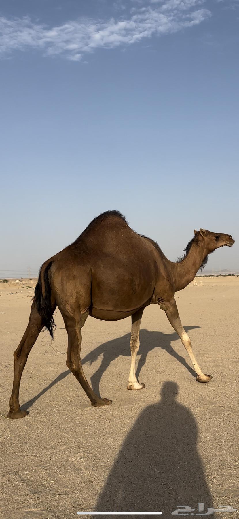 ملاقي قريب ولاد حمرا دم جرم شيخه(تم البيع)64492366517378111