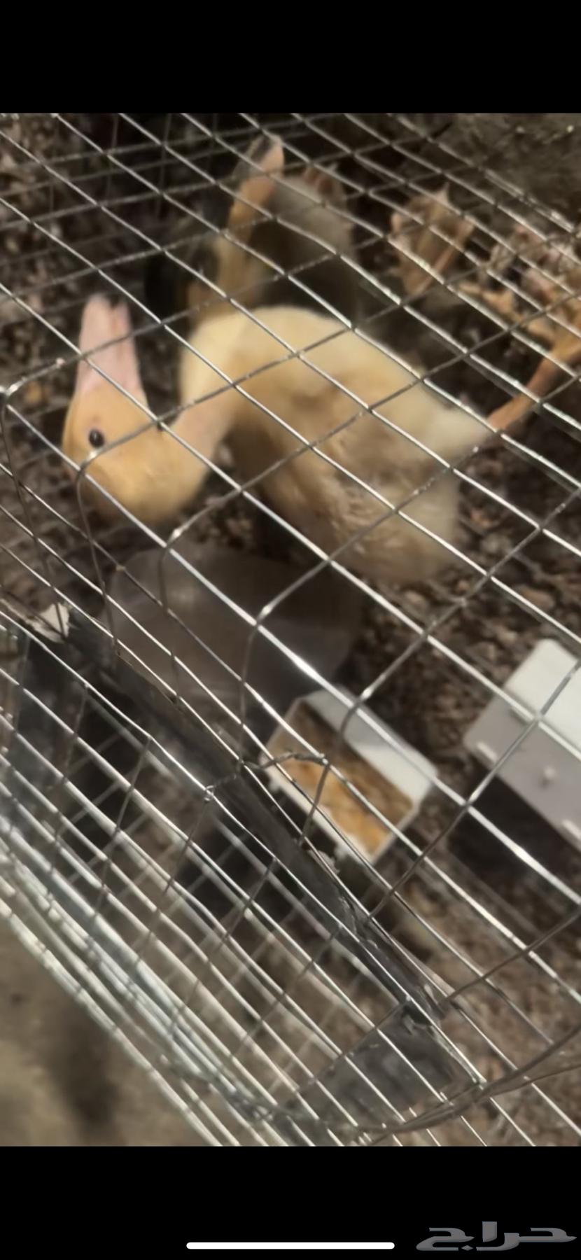 بط للبيع64492339175299110