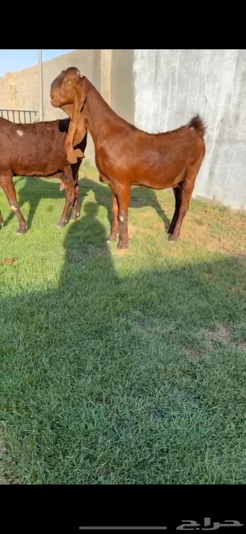 للبيع عنزين دهم كفووو64486552061059111