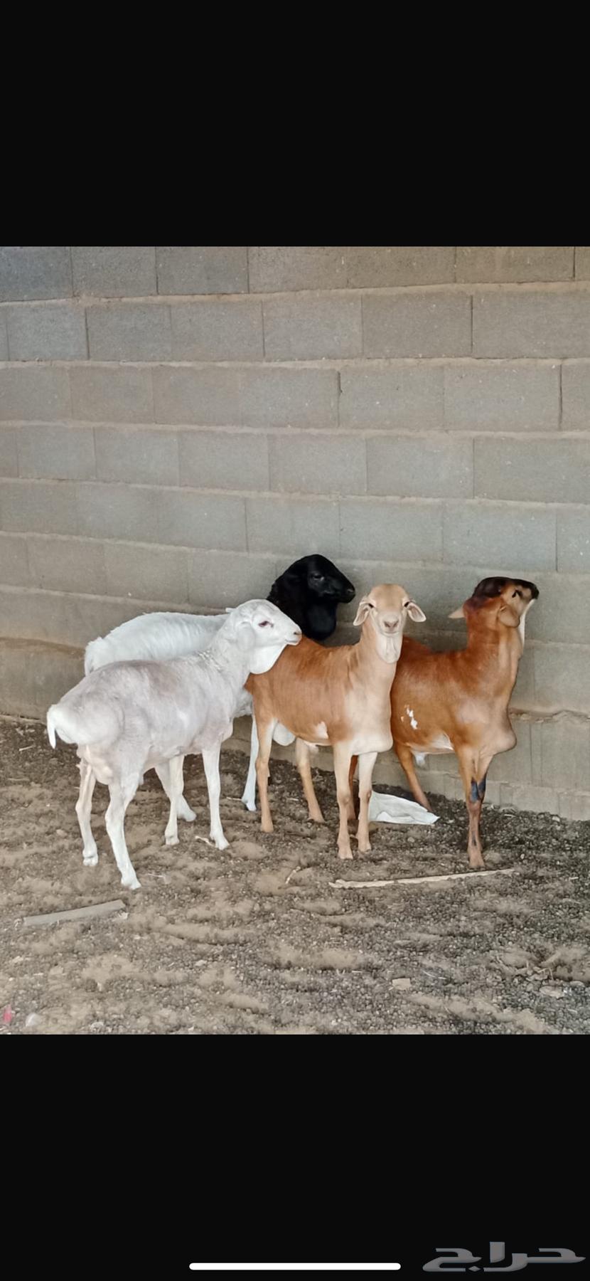 برابر مواليد الديره64490331027713113