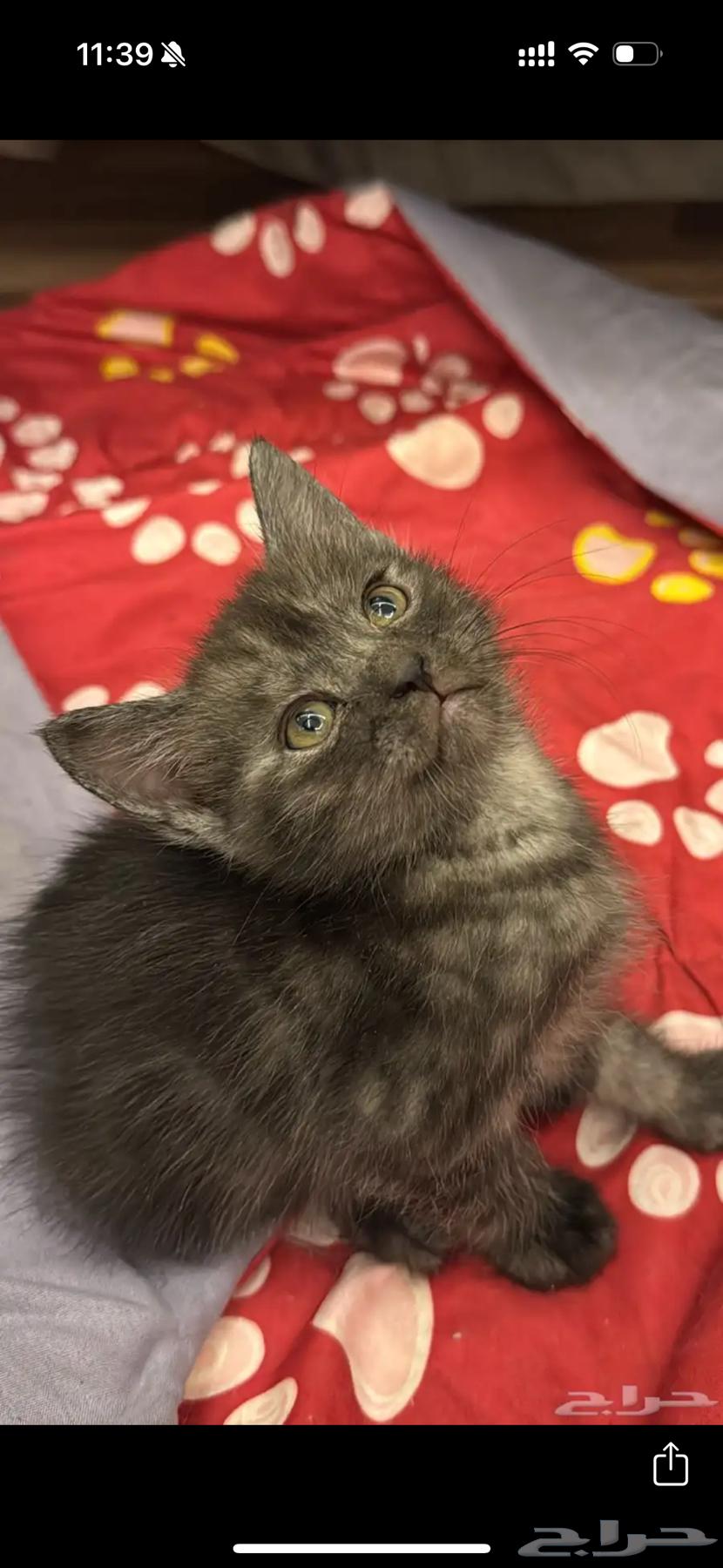 قطط للبيع64488671839491110