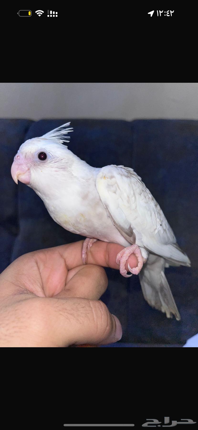 كروان هولندي هيفي بايد64491796022147112