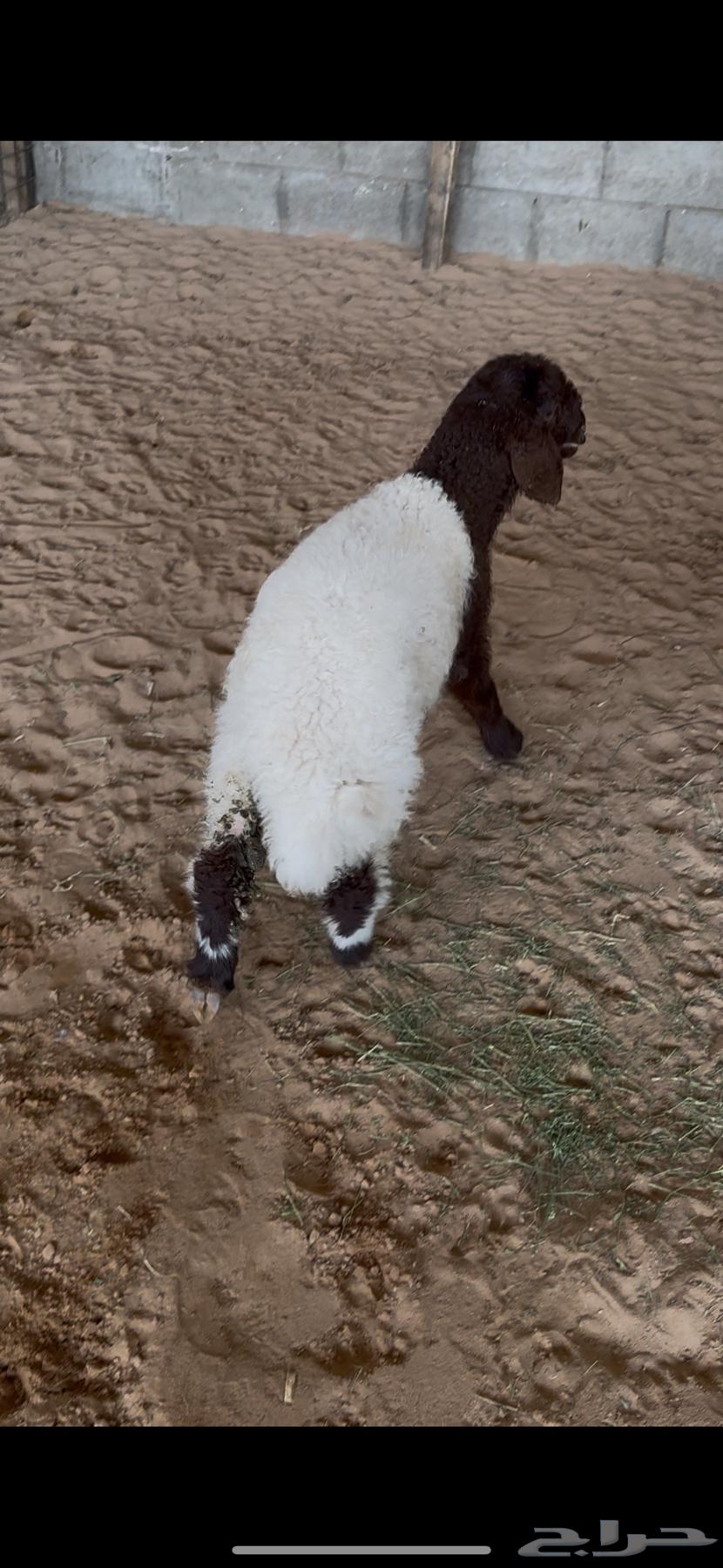 رخل نعيمي(تم البيع)64488090690306111