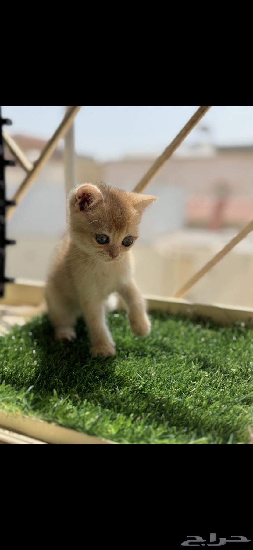 Scottish Pure Kitten64487828128642114