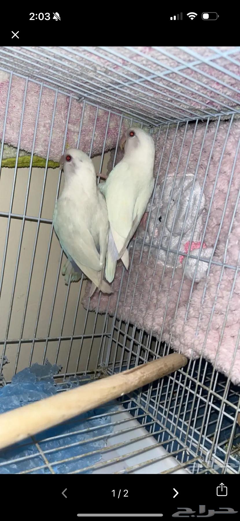 طير روز زوج البينو منتج64489793389441110