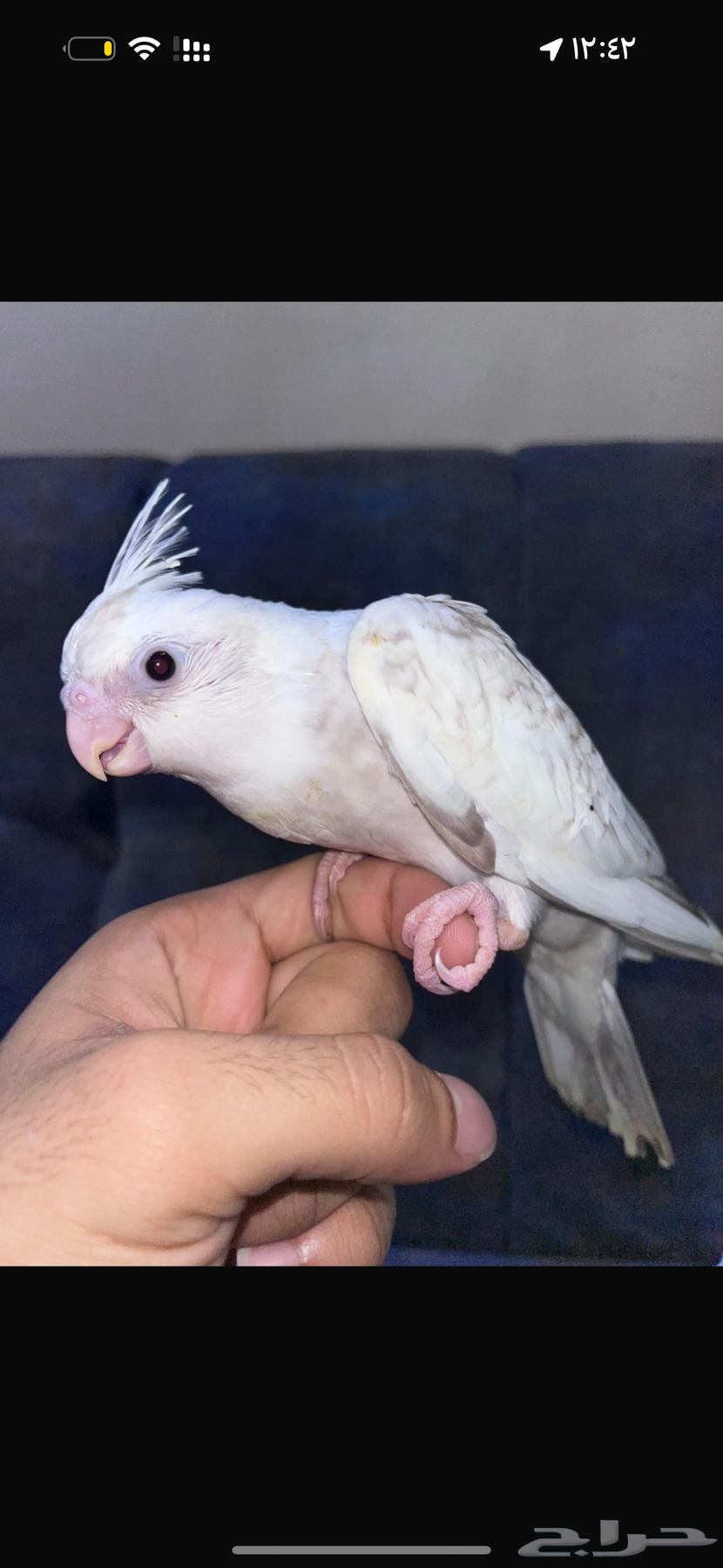 كروان هولندي هيفي بايد64491796022147110