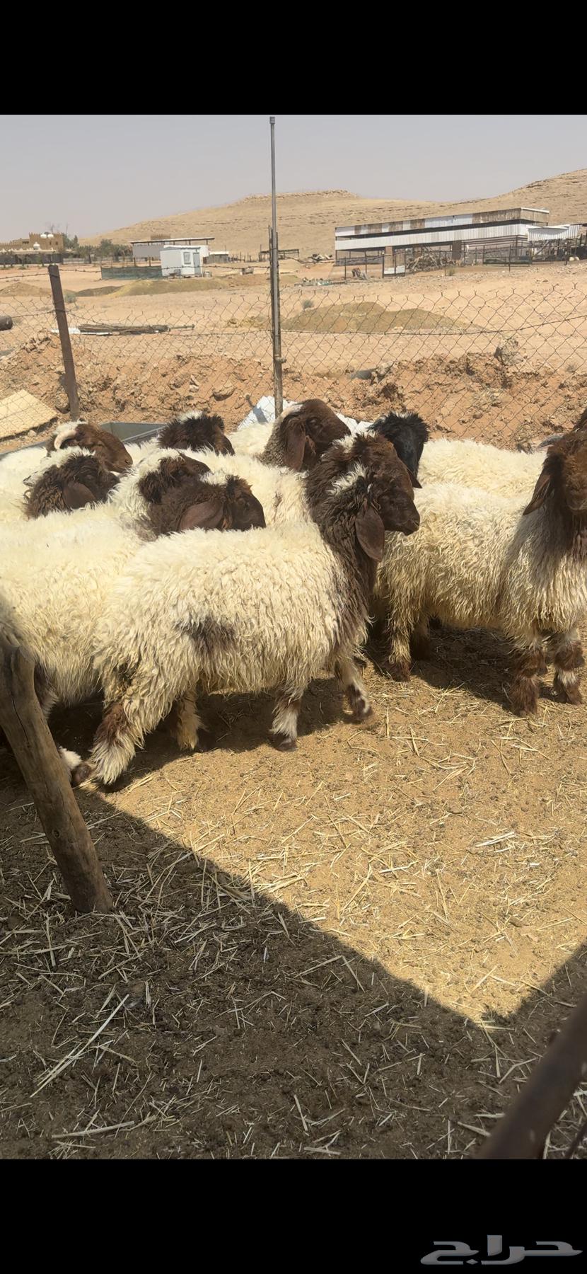 للبيع بهم نعيم جمله وتفريد64493368064899112