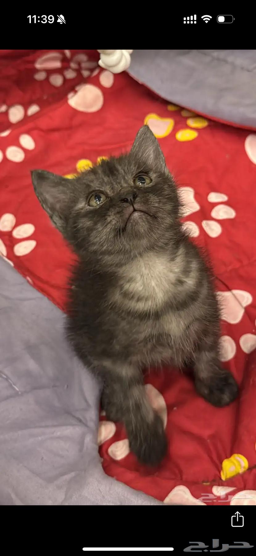 قطط للبيع64488671839491113
