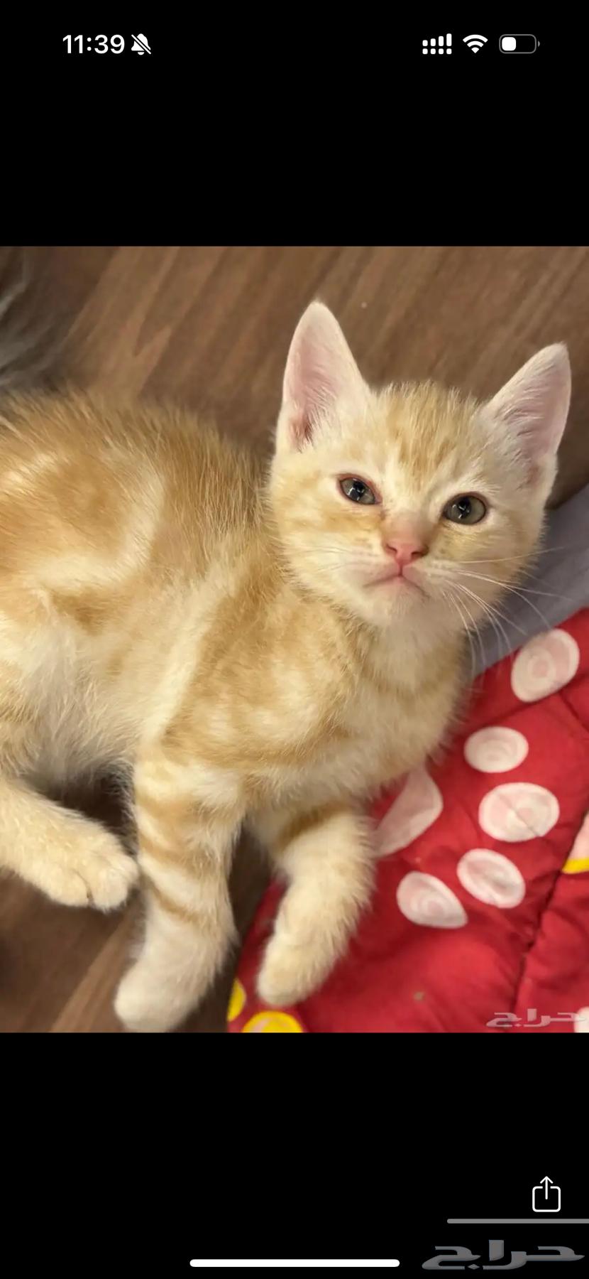 قطط للبيع64488671839491112
