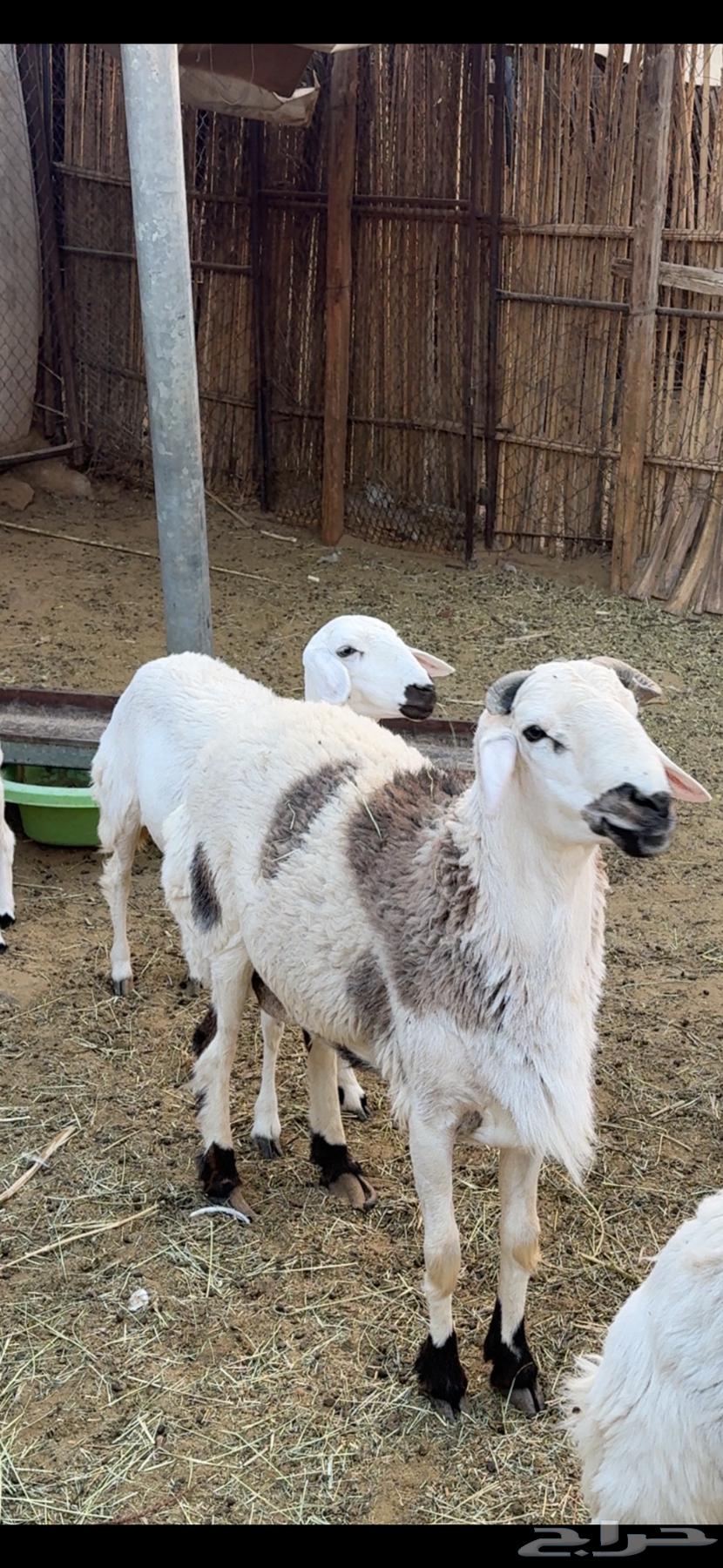 Stud coating folded64491659947649113