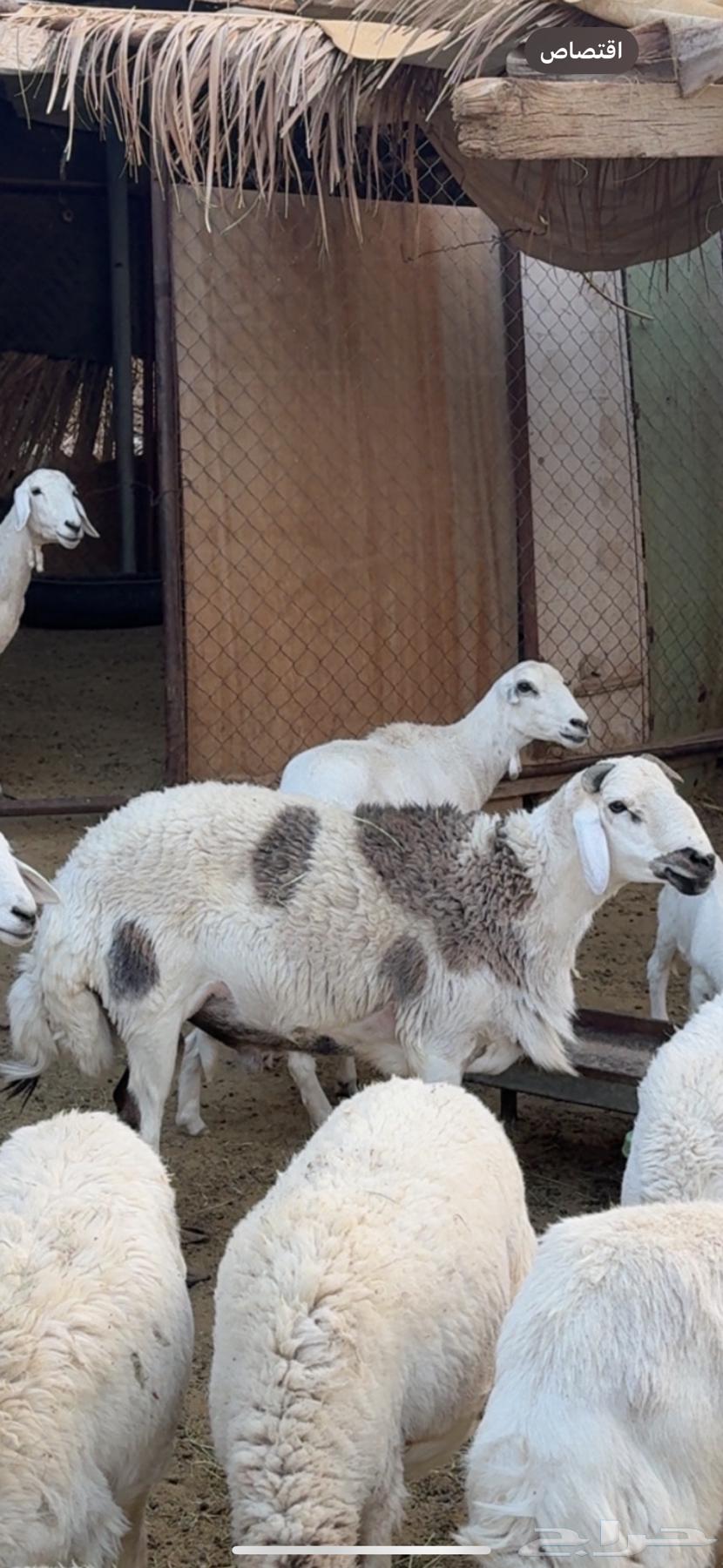 Stud coating folded64491659947649114