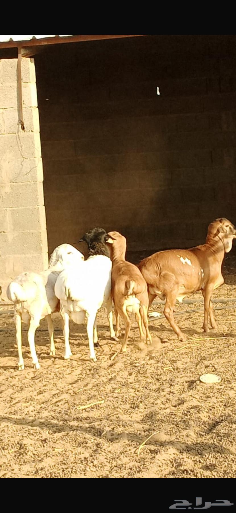 برابر مواليد الديره64490331027713110