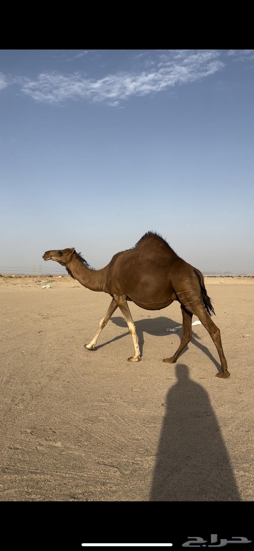 ملاقي قريب ولاد حمرا دم جرم شيخه(تم البيع)64492366517378113