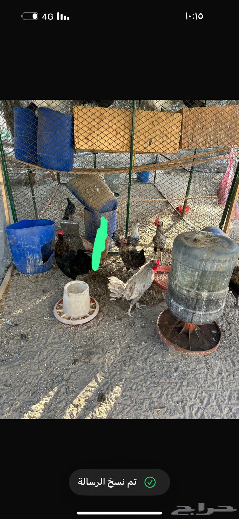 Chicken64439486512897111