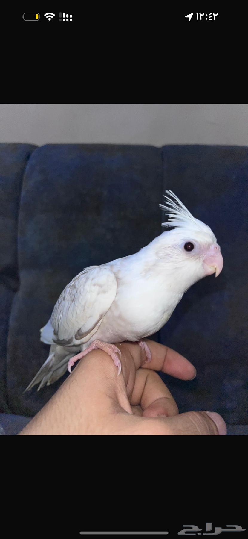 كروان هولندي هيفي بايد64491796022147111