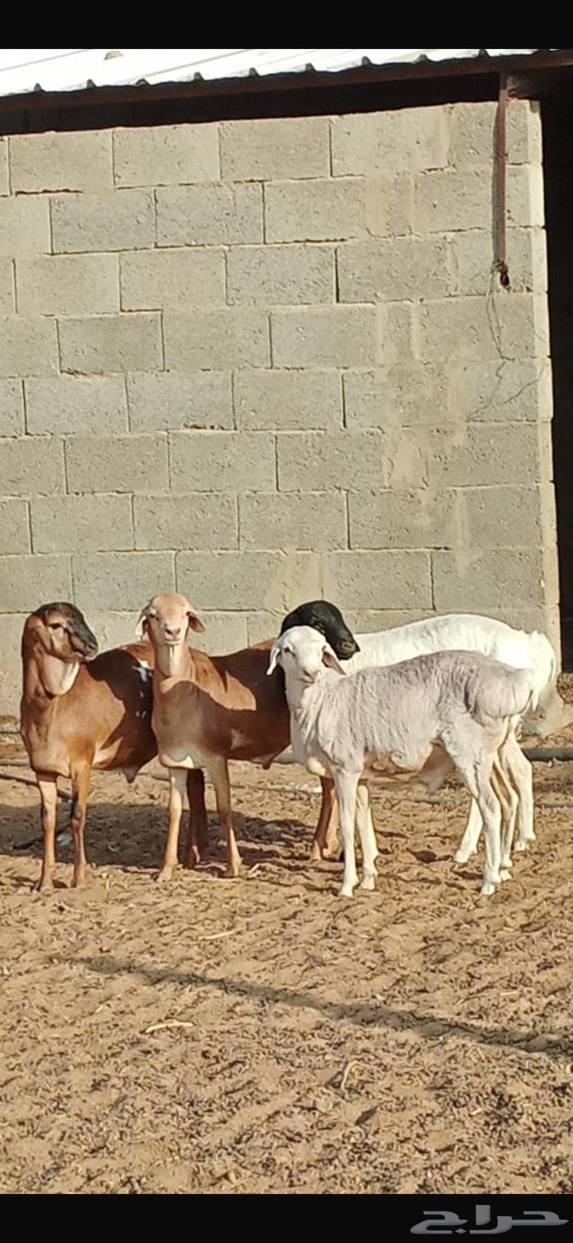 برابر مواليد الديره64490331027713111