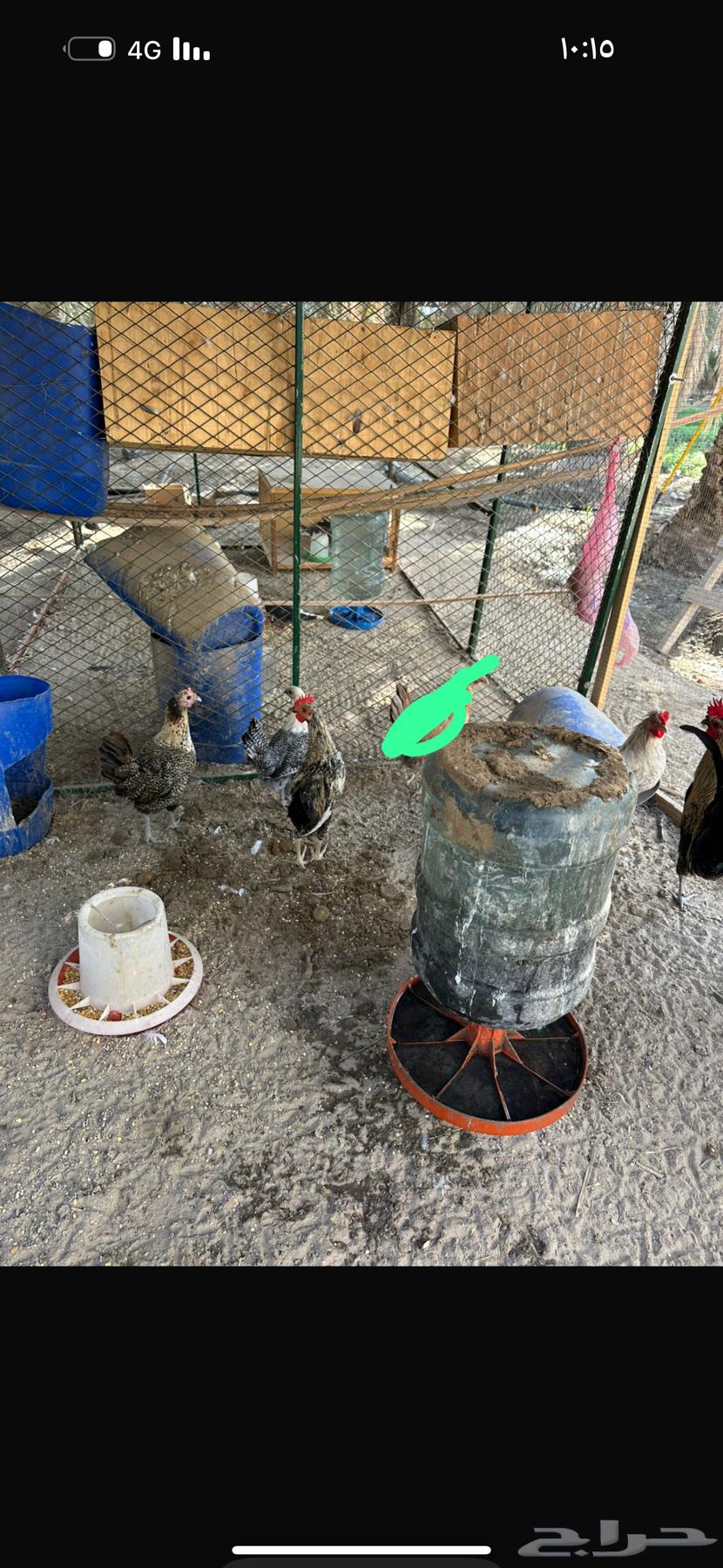 للبيع دجاج64482741696129110