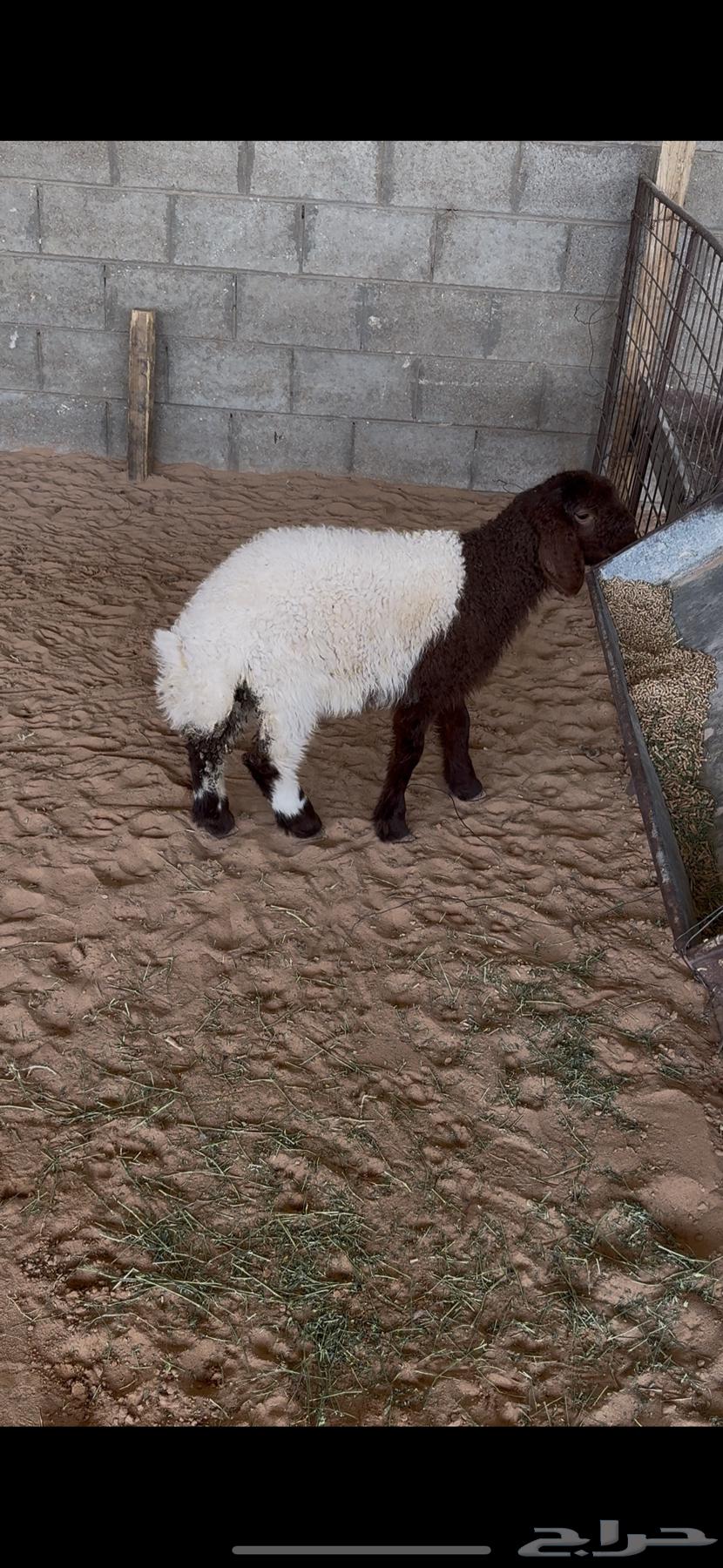 رخل نعيمي(تم البيع)64488090690306112