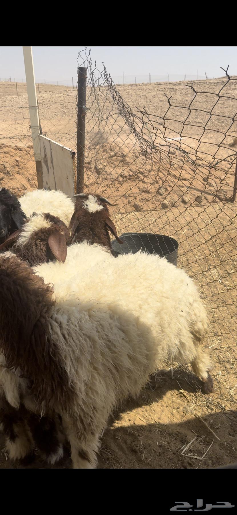 للبيع بهم نعيم جمله وتفريد64493368064899113