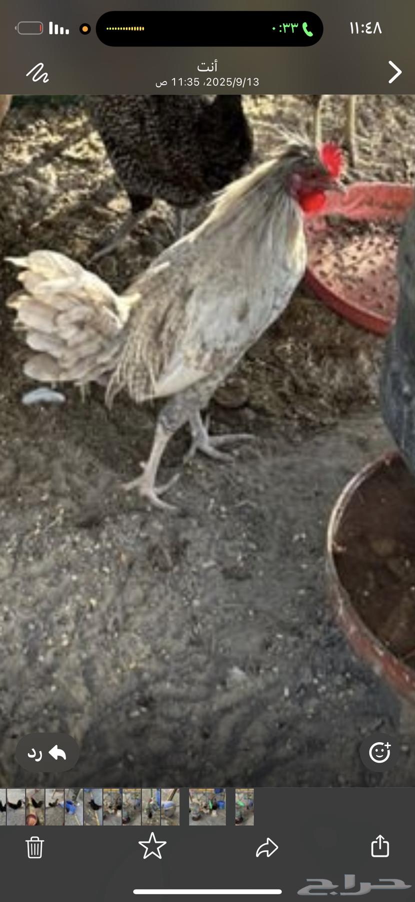 Chicken64439486512897113