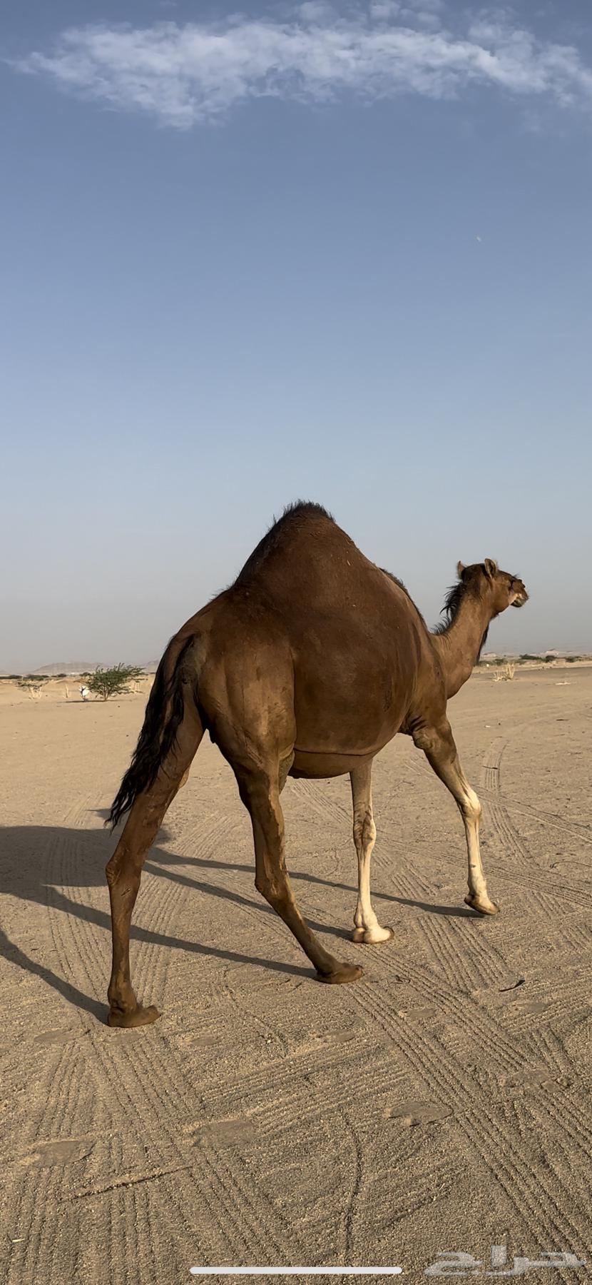 ملاقي قريب ولاد حمرا دم جرم شيخه(تم البيع)64492366517378110