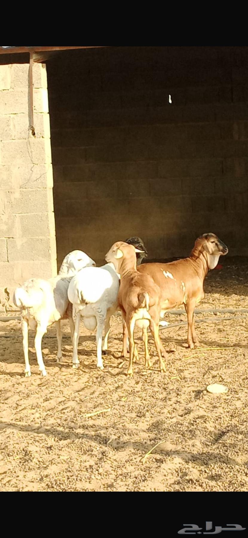 برابر مواليد الديره64490331027713112