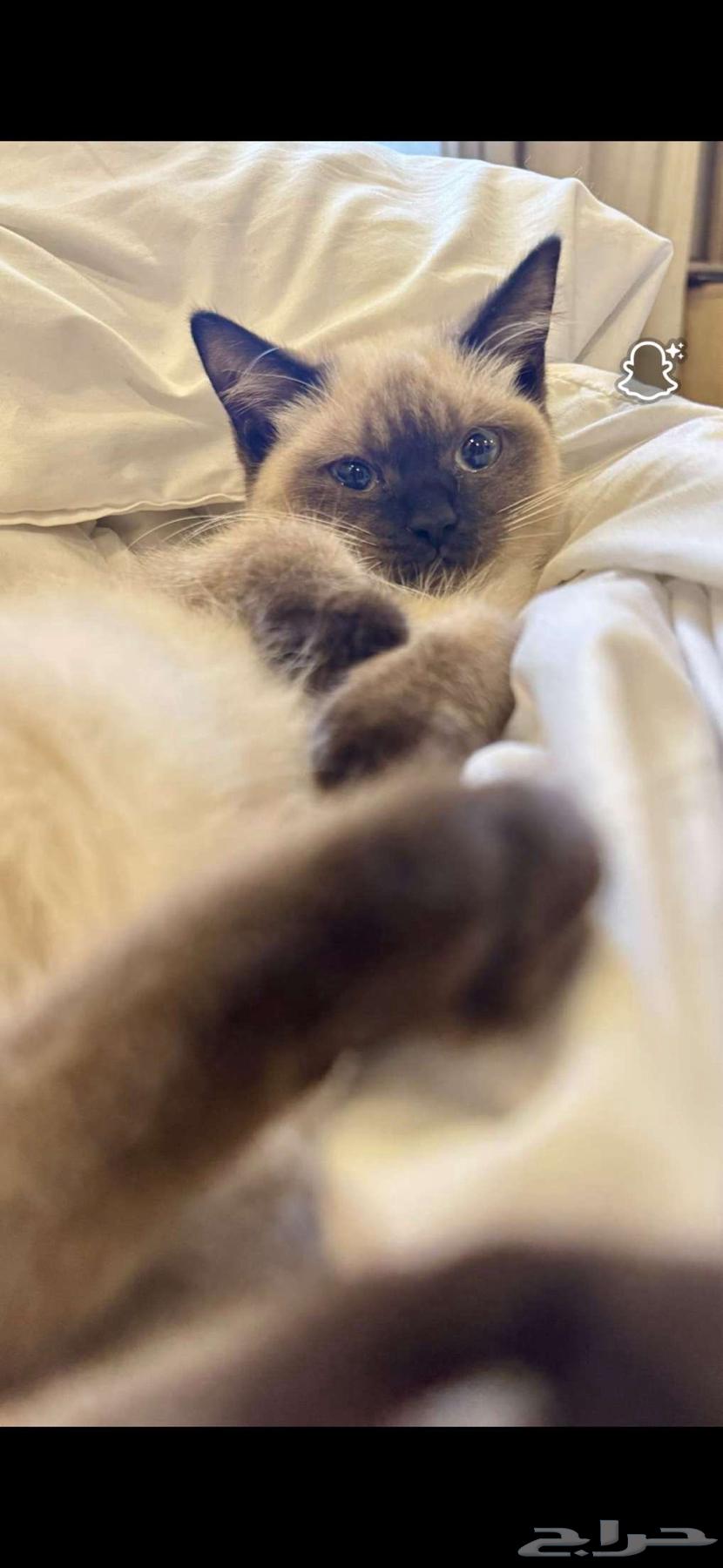 نوع القطوه الام سكوتش الاب سيامي العمر 4 شهور و 13 يوم64489793347971110