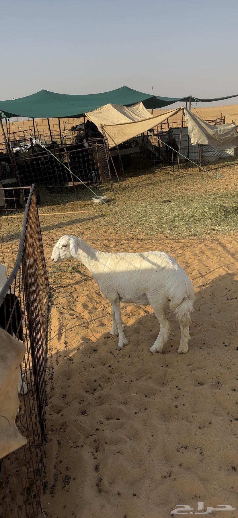 رخل حريه صنف الصنف64491085343874110