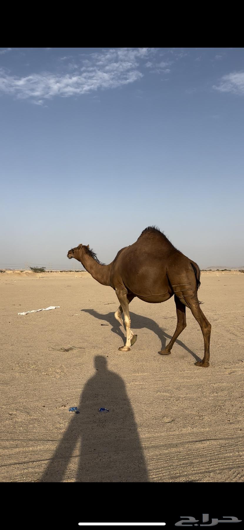 ملاقي قريب ولاد حمرا دم جرم شيخه(تم البيع)64492366517378114