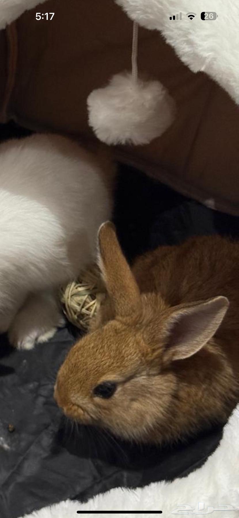 ارنب هولندي64491578292099110