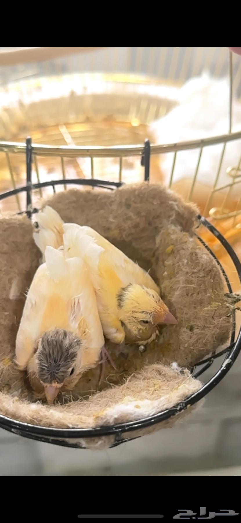 فرخين كناري غر للبيع64490192875010114