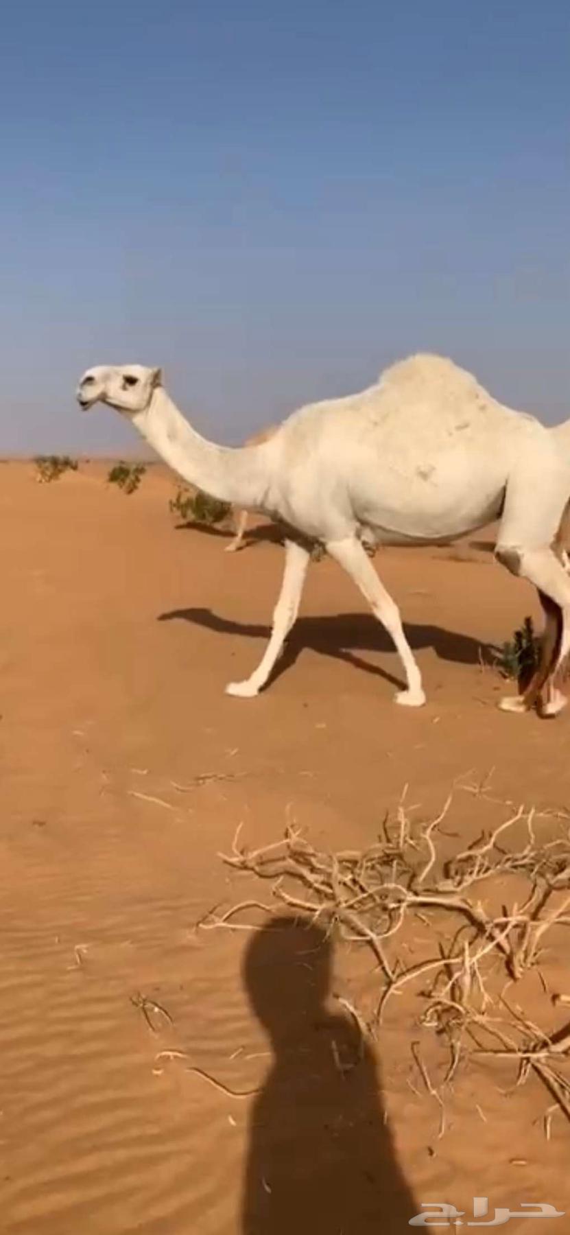 ناقة كفو للبيع64487387894786110