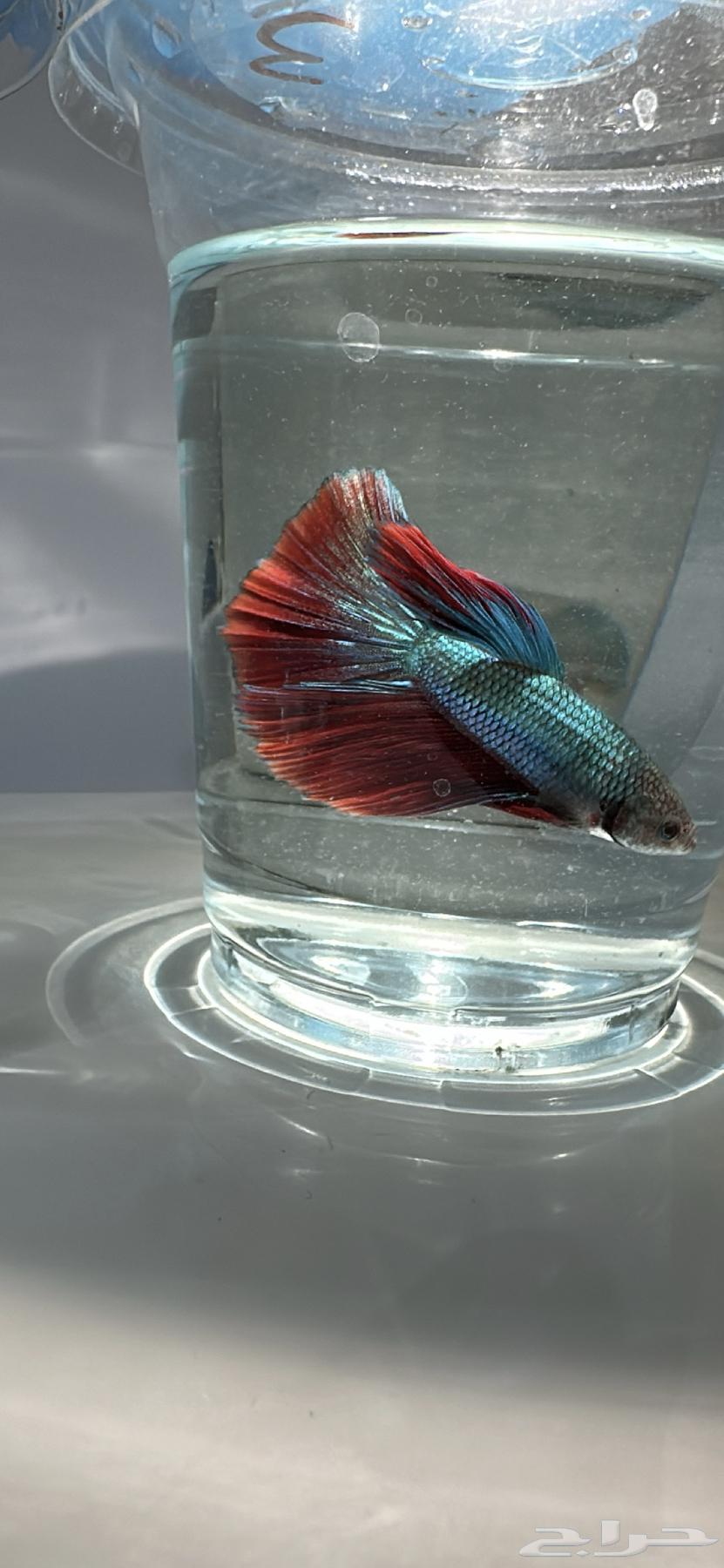 Fish Fighter with Delivery Available64419838056705111