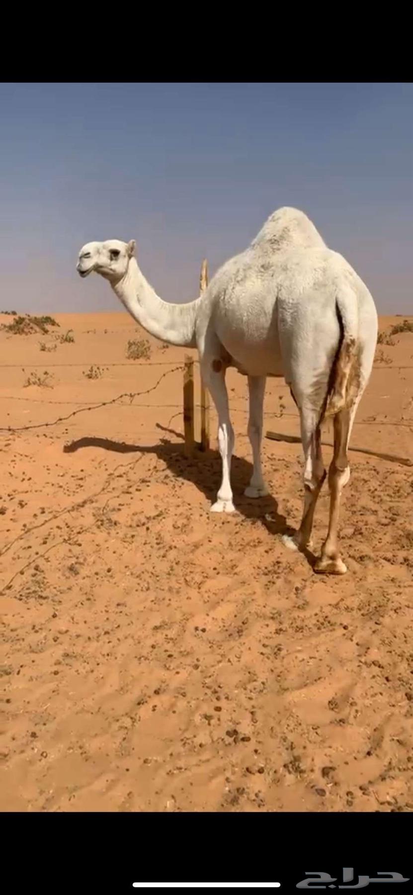 ناقة كفو للبيع64487387894786111