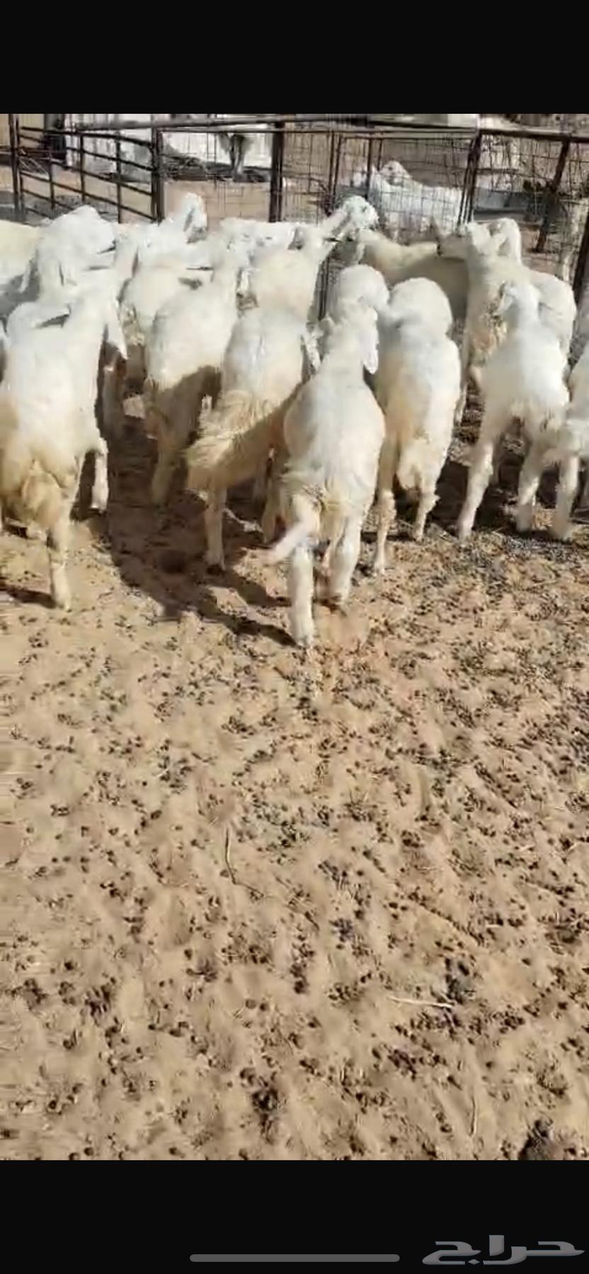 طليان حريه 4464493070153475110