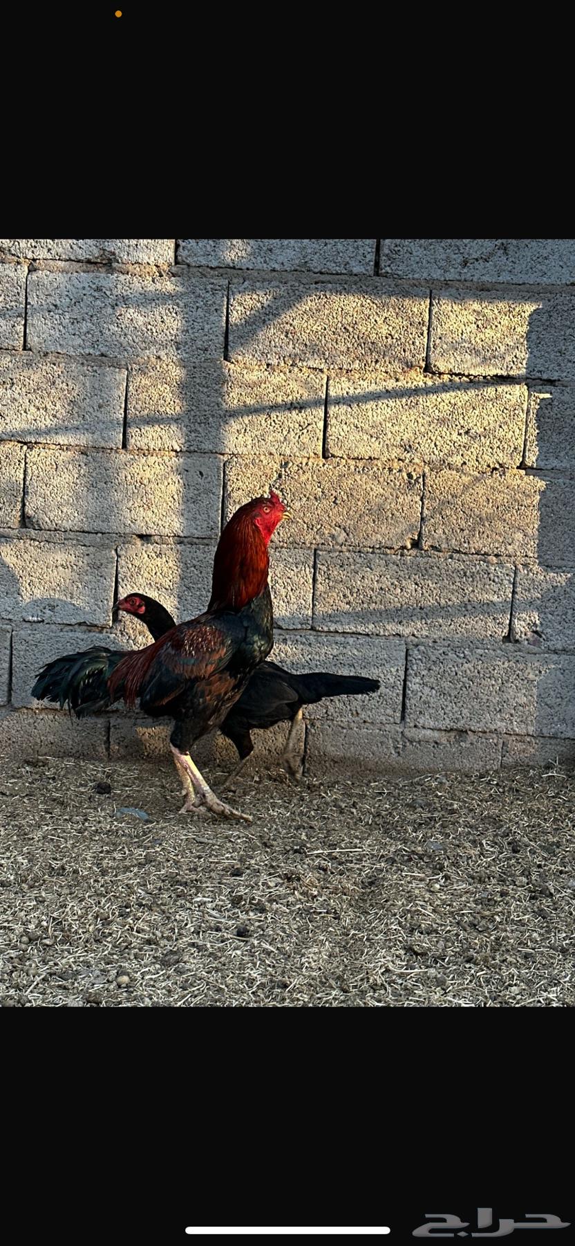 ديك باكستاني سندي64488229331587111