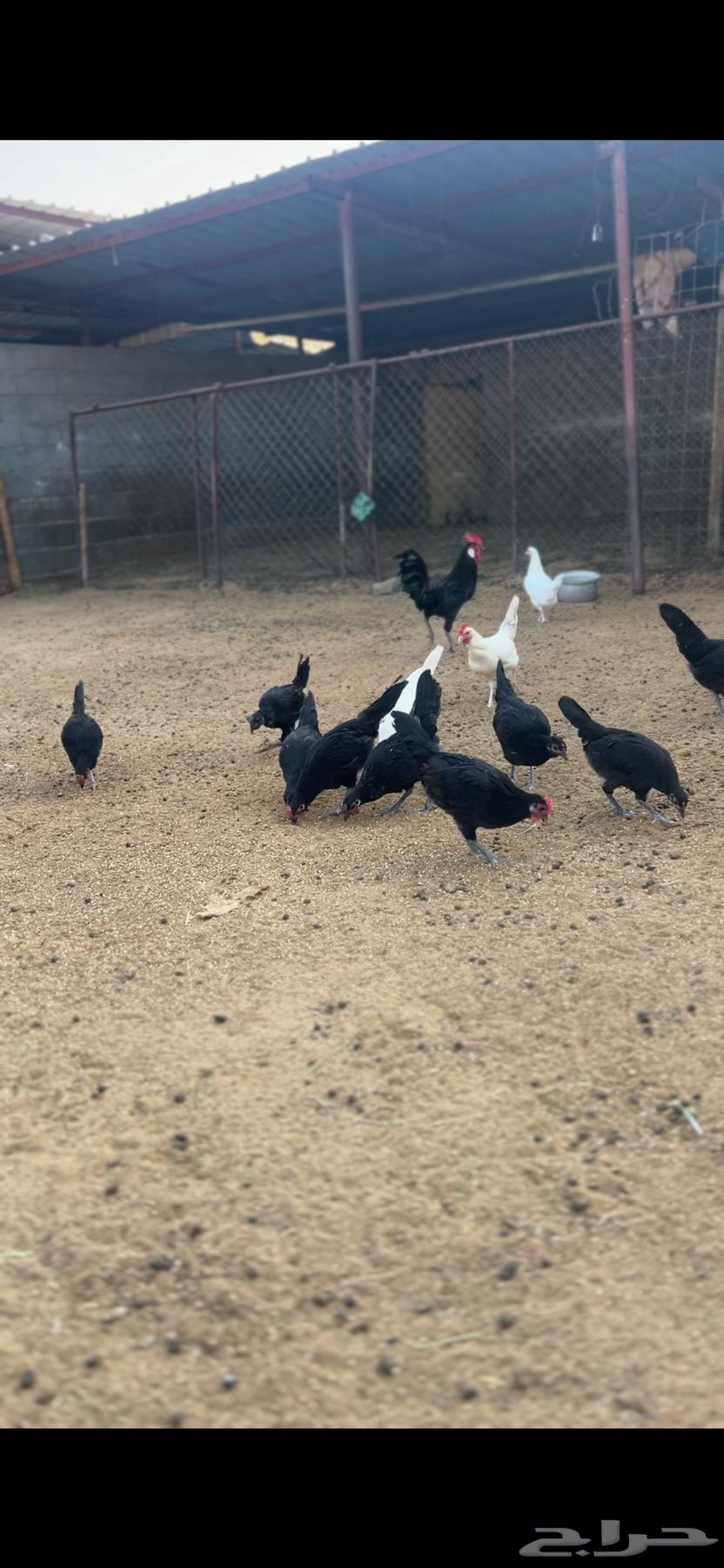 دجاج للبيع64489378200835114