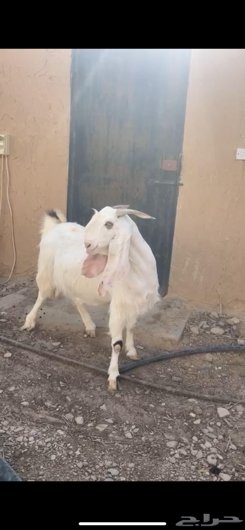 For sale, goat with sounder, good breed (Sold)64493739007235110