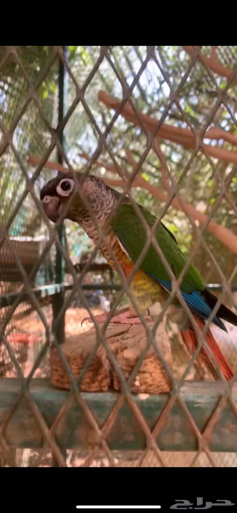 كنيور يلو سايد64492974970114113