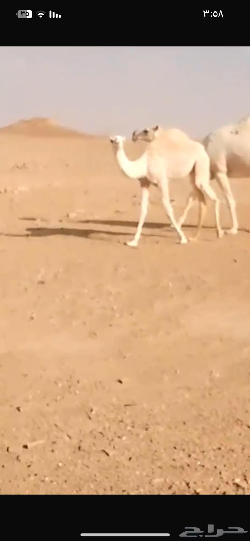 للبيع بكرة باتلي64490782474755111